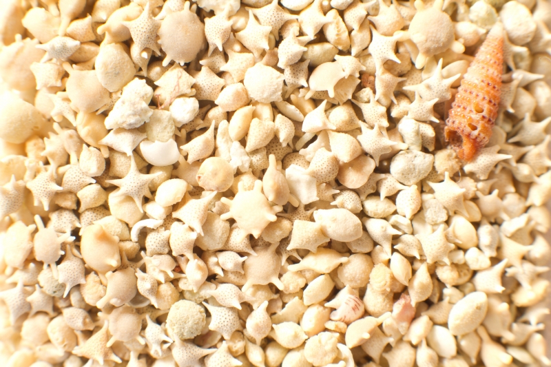 Japan, Hatoma Island